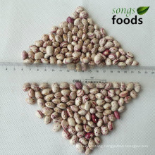 Chinese Xinjiang Origin Round Shape Light Speckled Kidney Beans